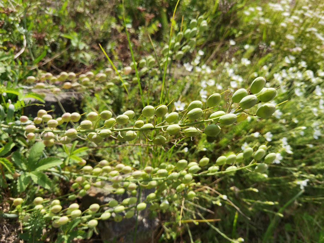 Alyssoides utriculata